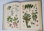 "Большой зоологический, ботанический и минералогический атлас : Handatlas der Naturgeschichte aller drei Reiche". Г. Хайек : Hayek, Gustav von. Grosser. 1888г. - антикварное издание