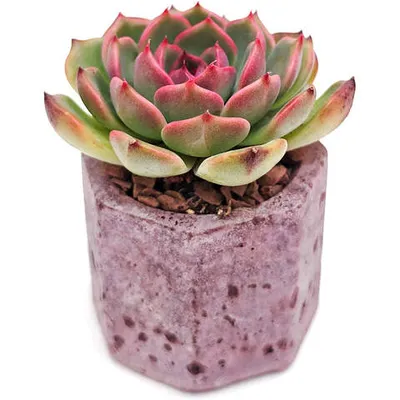 Эхеверия Цяо Лэцзы (Echeveria Qiao Lezi) — основное фото живого растения