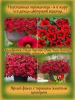 Калибрахоа Чили Перчик