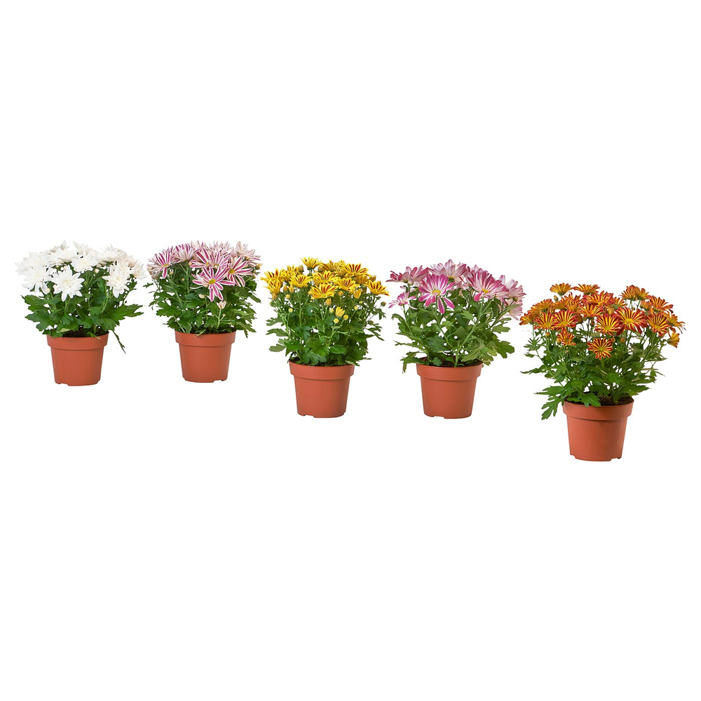 IKEA CHRYSANTHEMUM  (ИКЕА СХРИСАНТХЕМУМ)  -  Растение в горшке - хризантема разные цвета 15 см