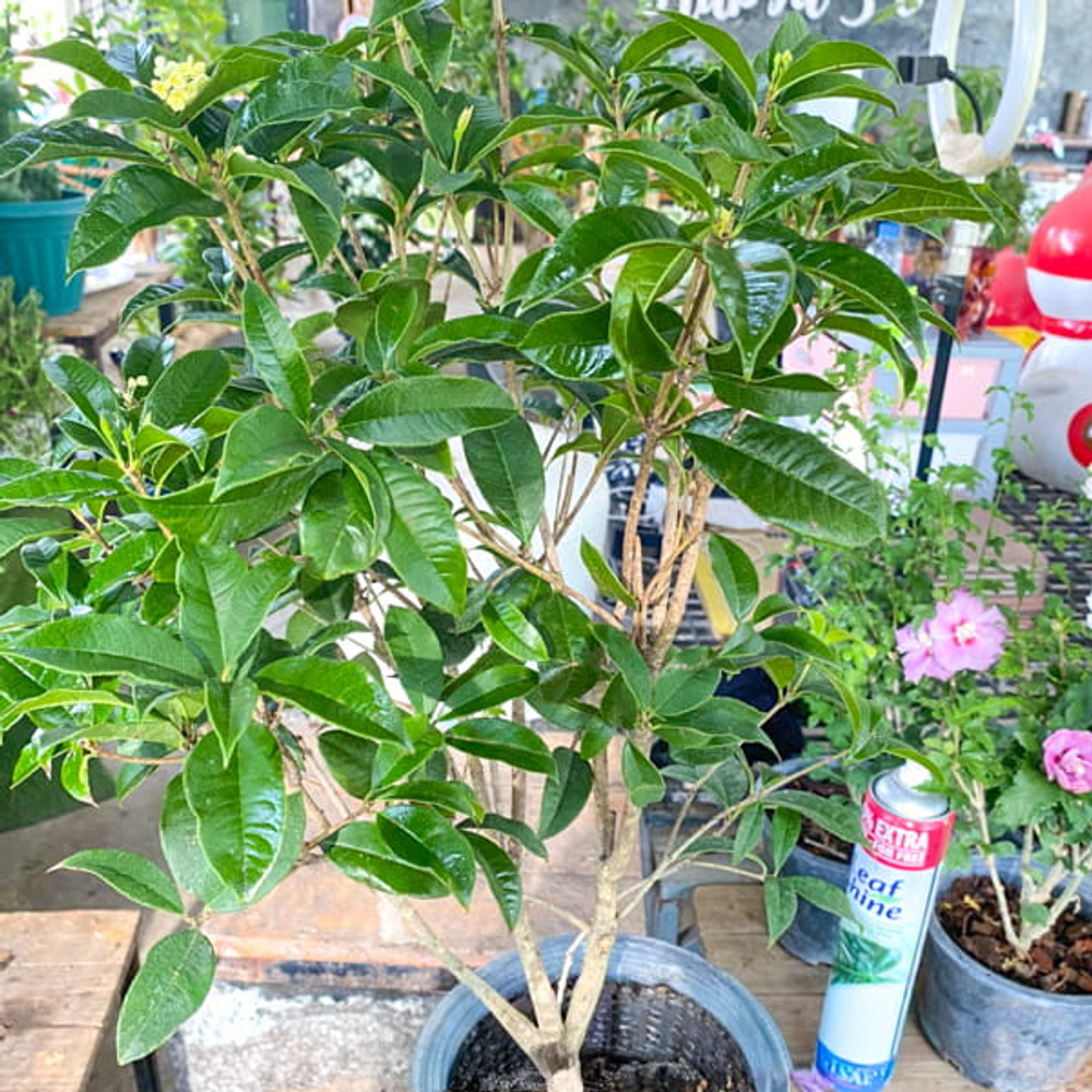 Османтус душистый – Osmanthus fragrans