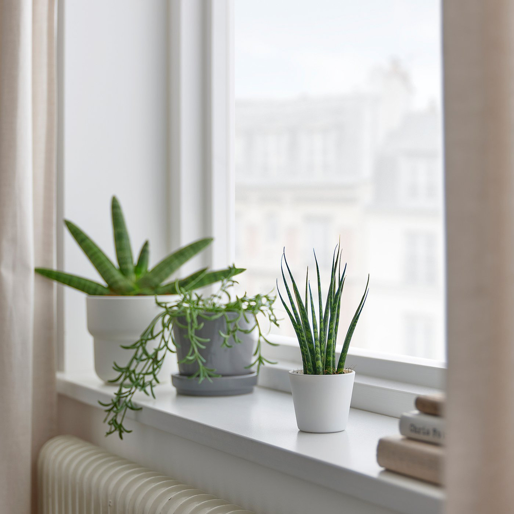 IKEA SANSEVIERIA  (ИКЕА САНСЕВИЕРИА)  -  Растение в горшке - Сансевиерия разные цвета 6 см