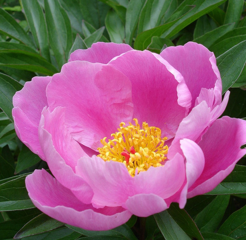 Пион "Lactiflora"