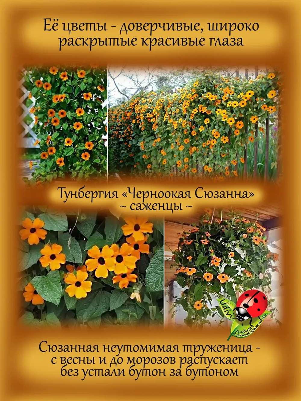 Тунбергия Черноокая Сюзанна лиана