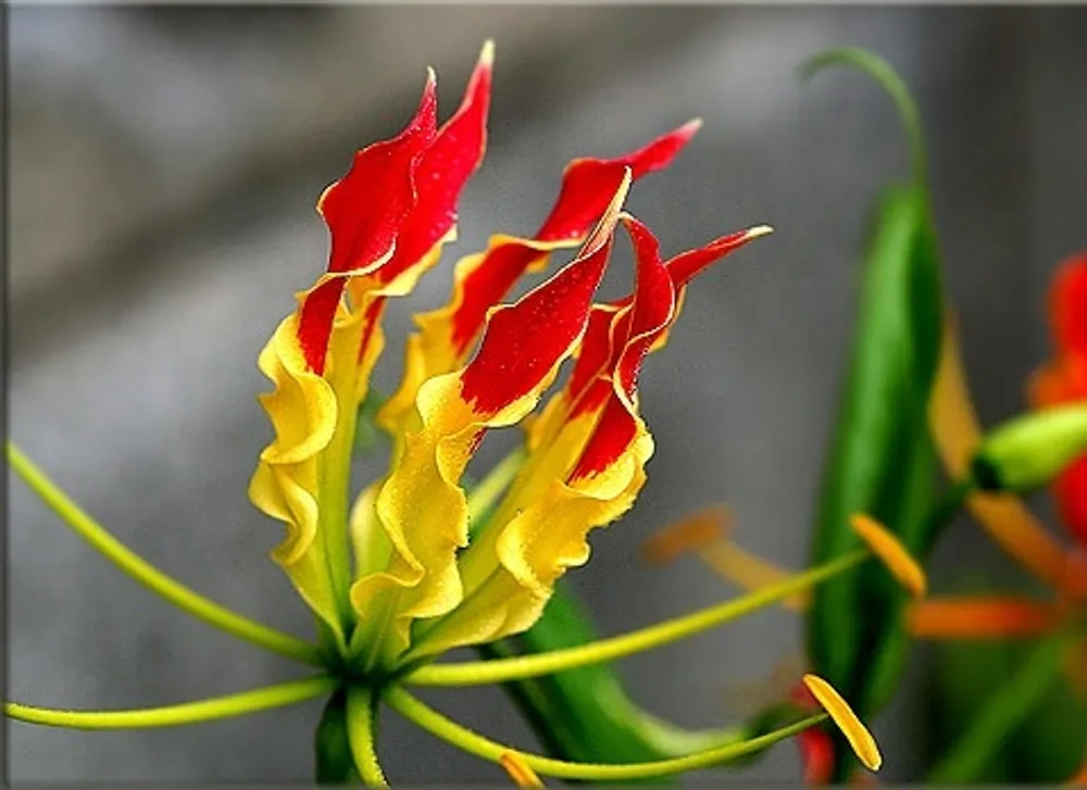 Глориоза роскошная (Gloriosa Superba)
