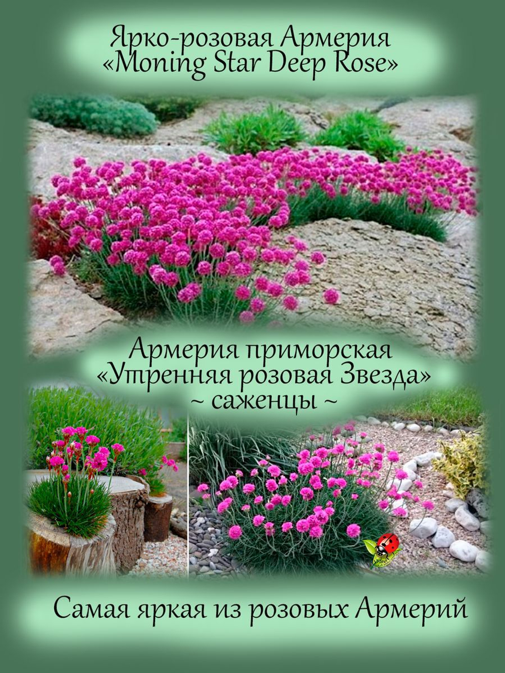 Армерия Приморская Монинг Стар Дип Роуз многолетняя