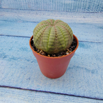 Euphoria Obesa (Эуфорбия)