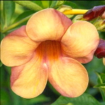 Алламанда коричневая – Allamanda brown (3)