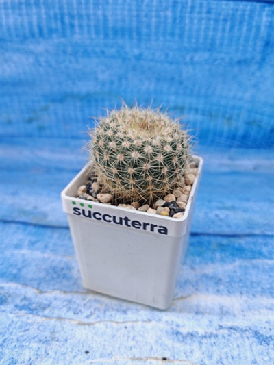 Matucana Roseoalba (Матукана)