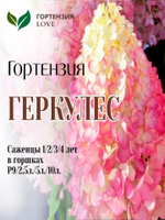 Гортензия метельчатая "Геркулес"