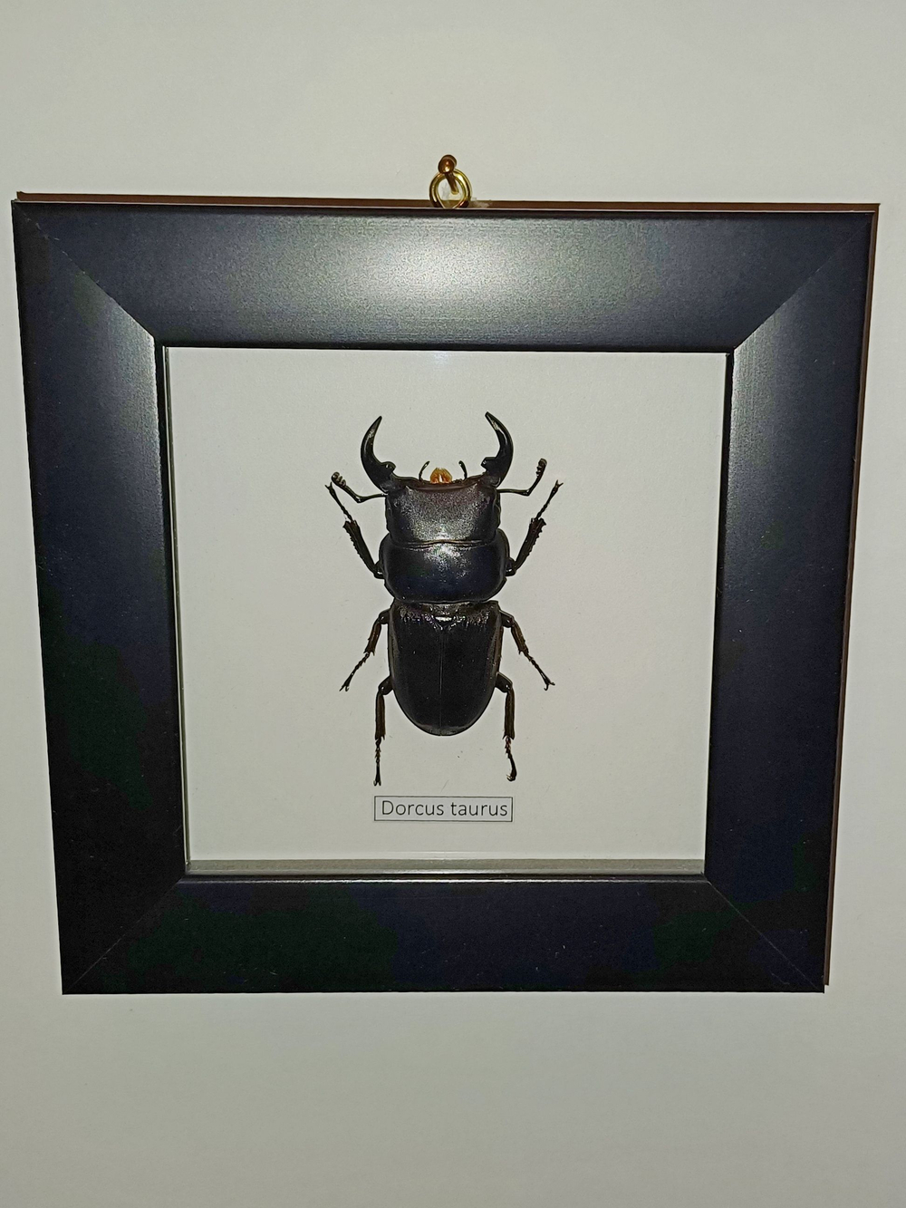 Жук Рогач Dorcus taurus в рамке