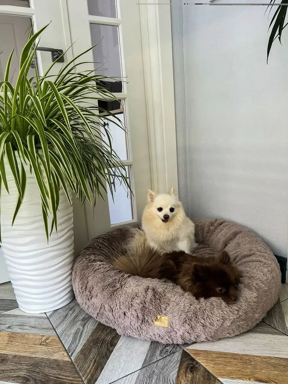 Лежанка для кошек лежак для собак домик