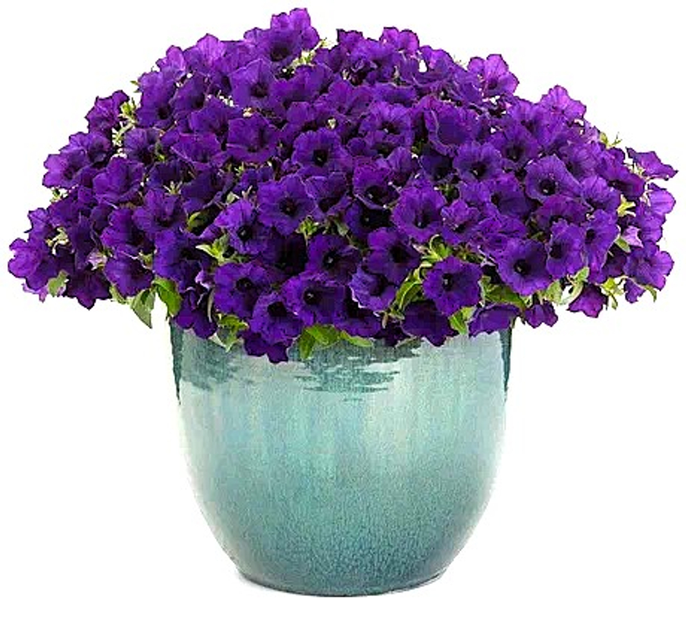 Петуния Petunia Mini Vista Ultramarine ЕВРО укорененный черенок ЯНВАРЬ 27 поставка 12