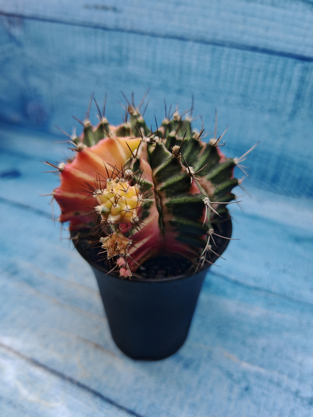 Gymnocalycium Variegata (Гимнокалициум Вариегатный)