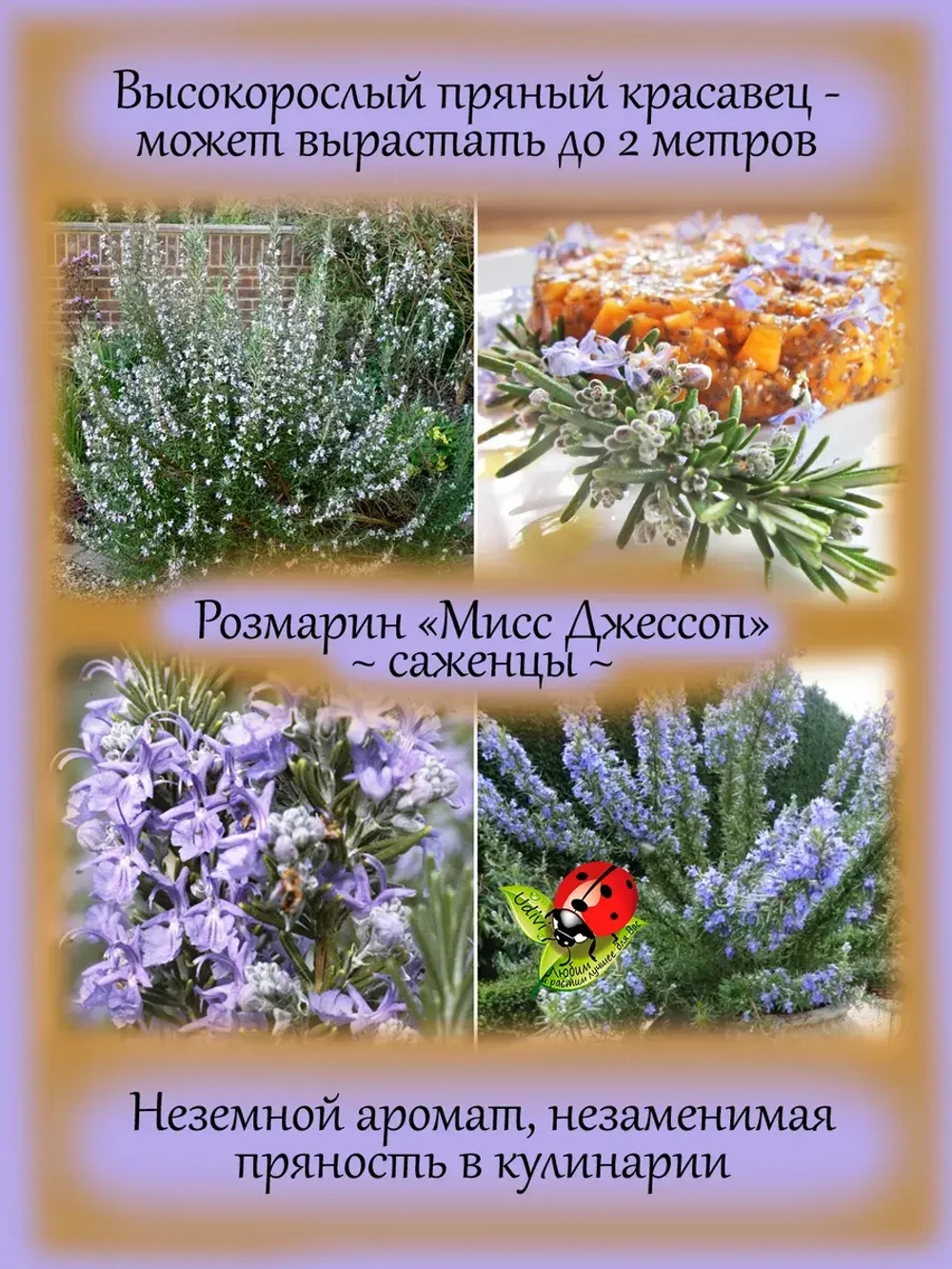Розмарин Мисс Джессоп