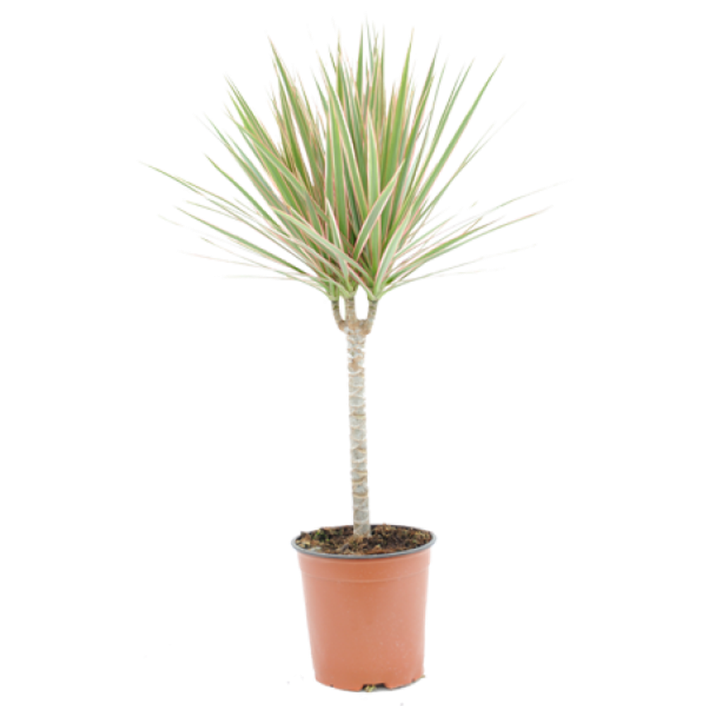 Драцена Bicolor Single Stem d12 h40