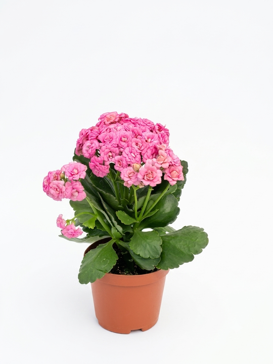 Каланхоэ blossfeldiana д.11