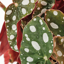 IKEA BEGONIA MACULATA  (ИКЕА БЕГОНИА МАСУЛАТА)  -  Комнатное растение - бегония коралловая 12 см