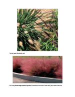 Lawn Gone! Low-Maintenance, Sustainable, Attractive Alternatives for Your Yard