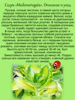 Седум Медиовариегата очиток многолетний