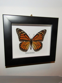 Бабочка Монарх Danaus plexippus в рамке