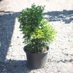 Муррайя метельчатая карликовая – Murraya Paniculata Dwarf (33)