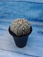 Astrophytum Asterias (Астрофитум)