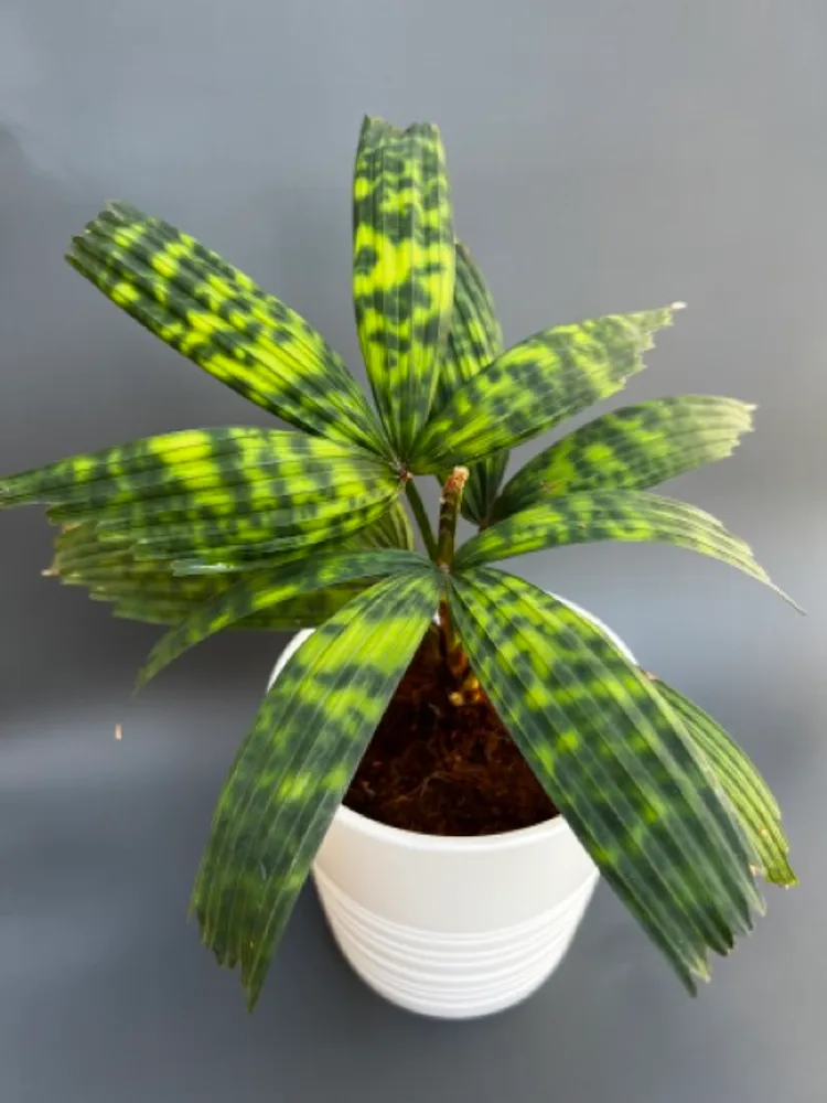 Ликуала Мапу (Licuala mattanensis 'Mapu') растение