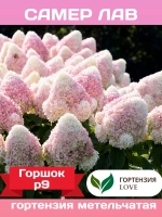 Самер Лав гортензия метельчатая