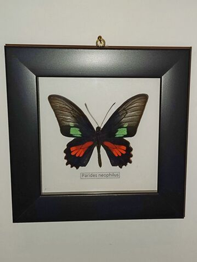 Бабочка Parides neophilus в рамке