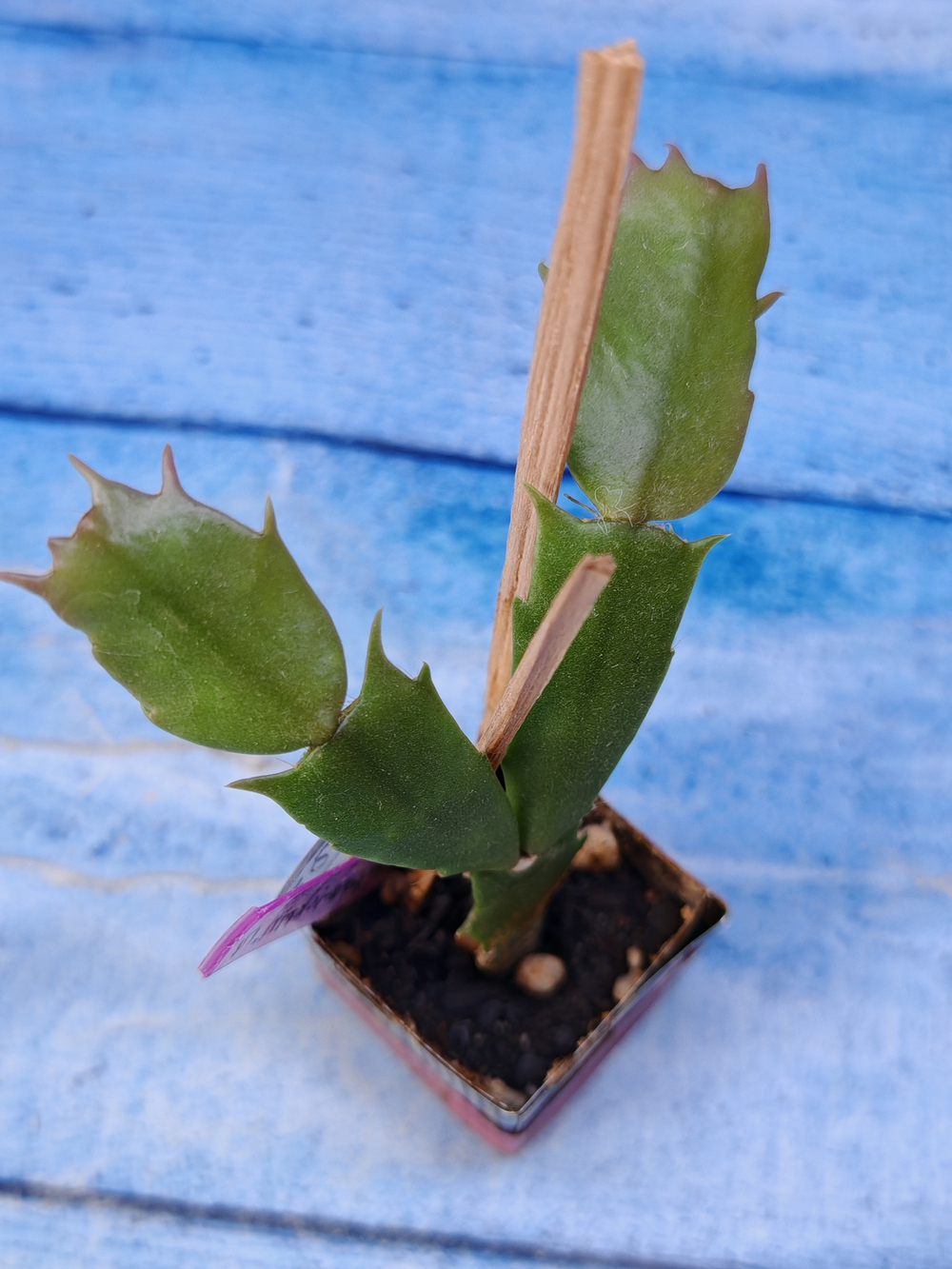 Schlumbergera cv. Fairy Tale (Шлюмбергера)