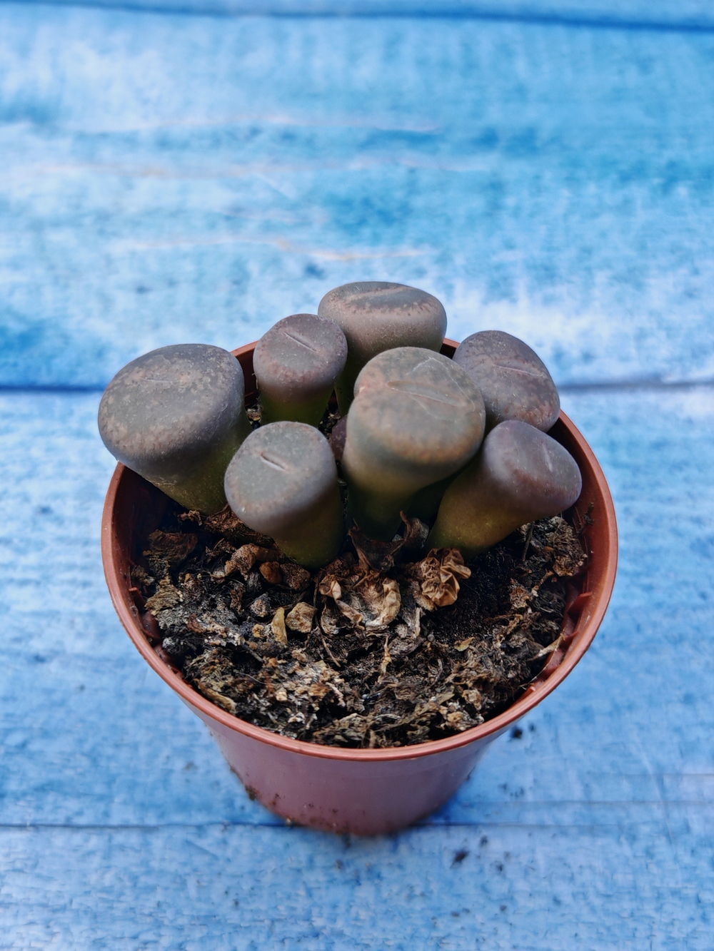 Lithops sp. (Литопсы)
