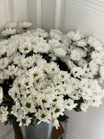 Хризантема в белом оттенке