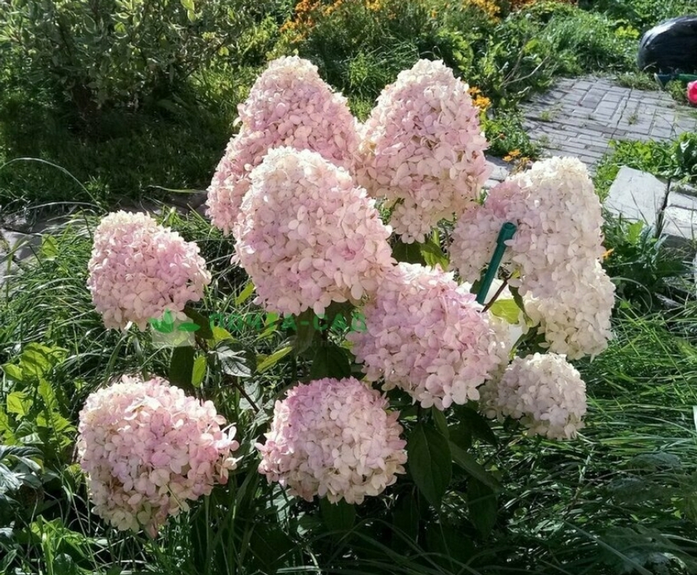 Гортензия метельчатая Литтл Блоссом- Маленький цветок (Hydrangea paniculata Little Blossom)