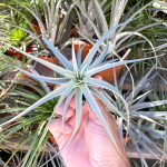 Тилландсия Ed Doherty (aeranthos x leonamiana)