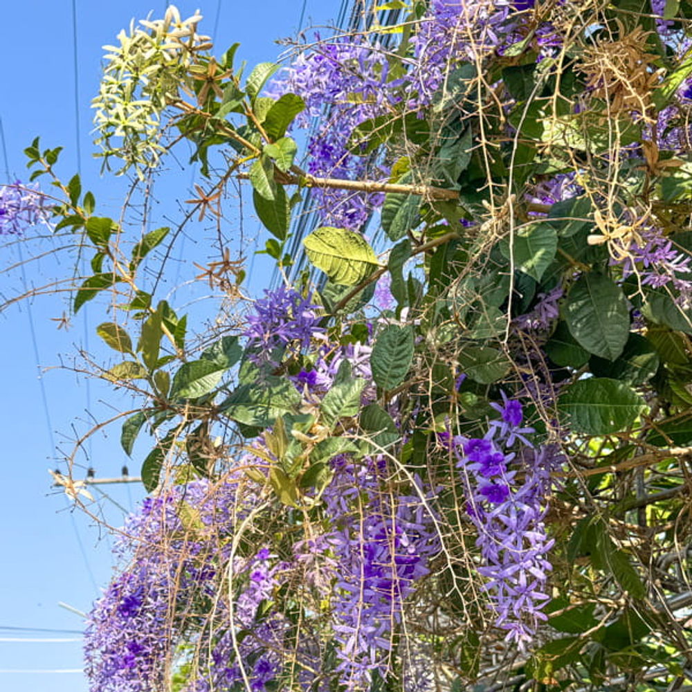 Петрея вьющаяся – Petrea volubilis