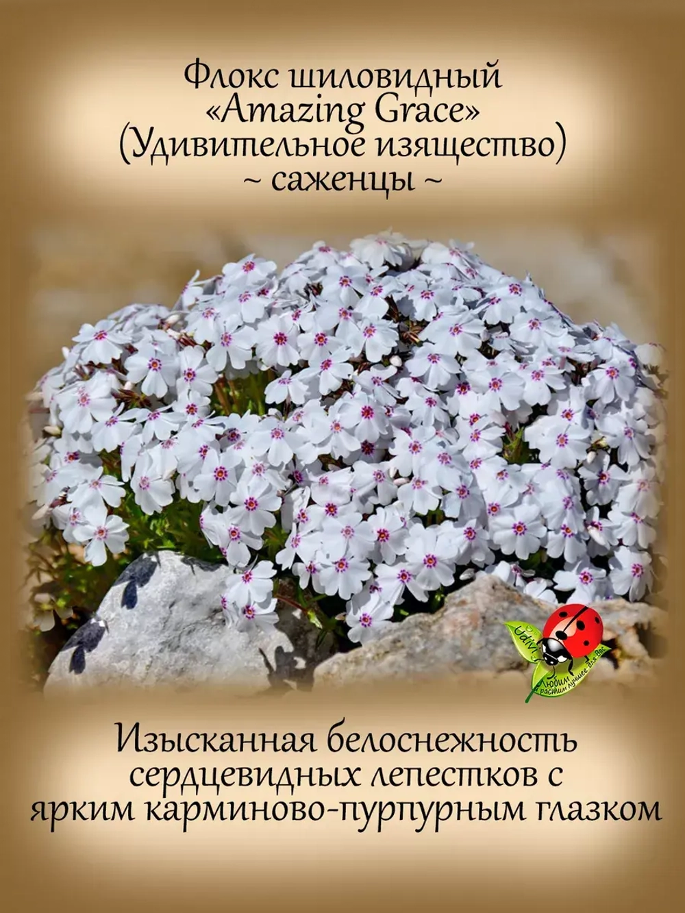 Флокс Эмейзинг Грейс шиловидный почвопокровный
