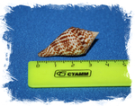 Конус праецелленс (Conus praecellens) 4 см.