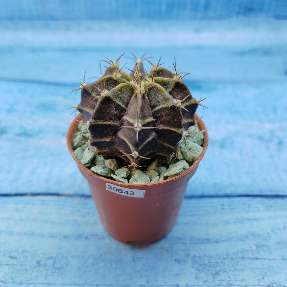 Gymnocalycium Friedrichii (Гимнокалициум)