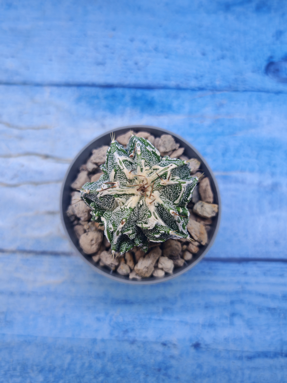Astrophytum Myriostigma Fukuryu (Астрофитум)