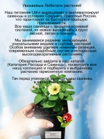 Петуния Супертуния Мини Виста Еллоу