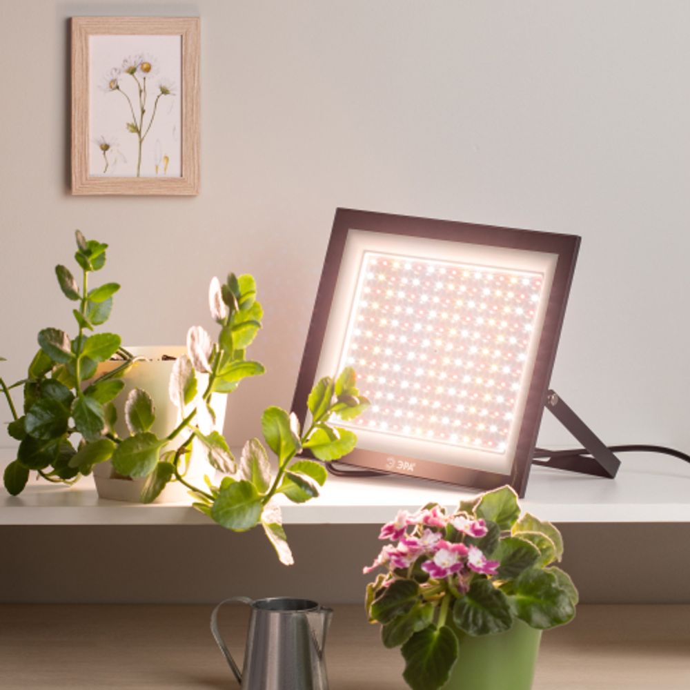 Фитопрожектор для растений светодиодный ЭРА FITO-100W-Ra90-LED для цветения и плодоношения полного спектра 100 Вт | Фито прожекторы