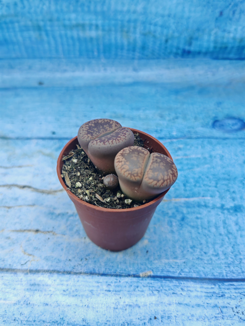Lithops sp. (Литопсы)