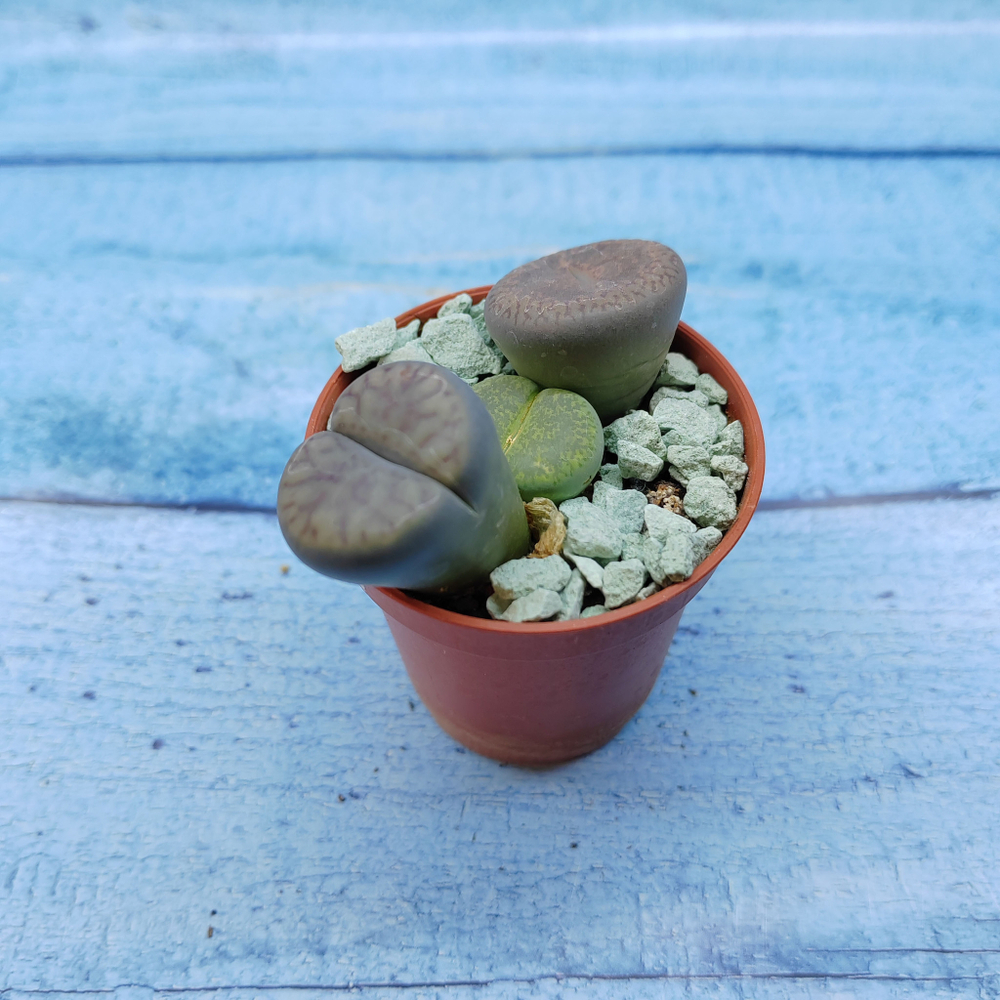 Lithops sp. (Литопсы)