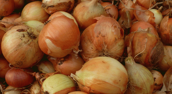 Кэнди F1 семена лука репчатого (Seminis / ALEXAGRO) культура – фото 6