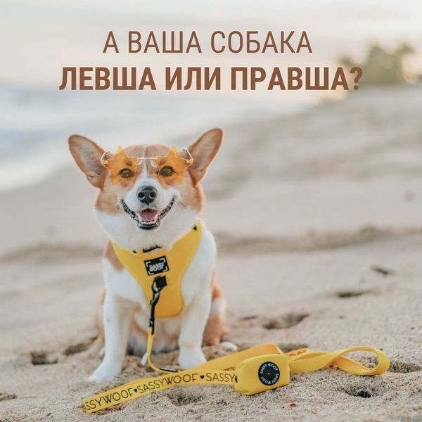 Левша или правша?