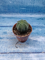 Euphoria Obesa (Эуфорбия)