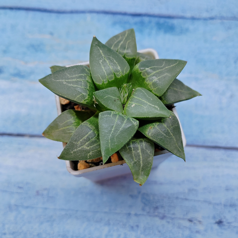 Haworthia Comptoniana Hybride hybrid (Хавортия)