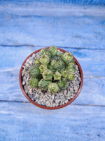 Euphorbia Pseudoglobosa variagate (Эуфорбия)