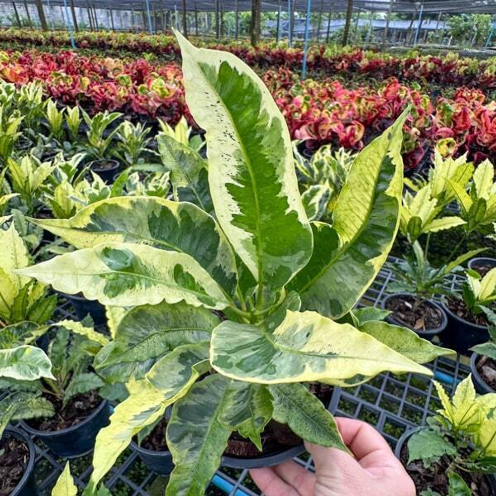 Кротон VARIEGATED – DANG (V96)